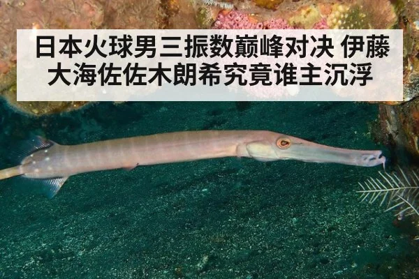 日本火球男三振数巅峰对决 伊藤大海佐佐木朗希究竟谁主沉浮